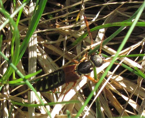 Staphylinus caesareus, Staphylinidae